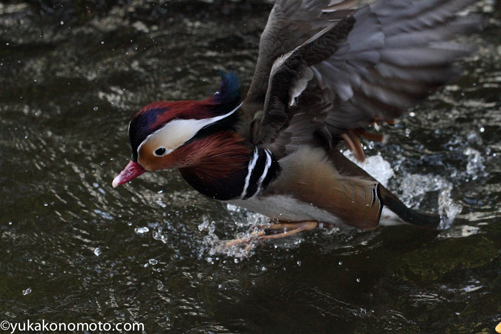 フォトグラファー野本優香子撮影